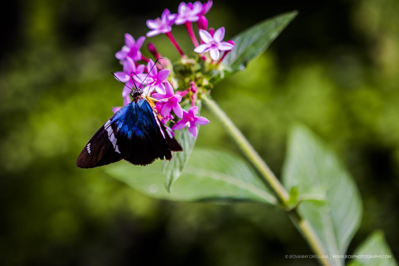 Copan Ruinas Mayan Hills Resort מראה חיצוני תמונה