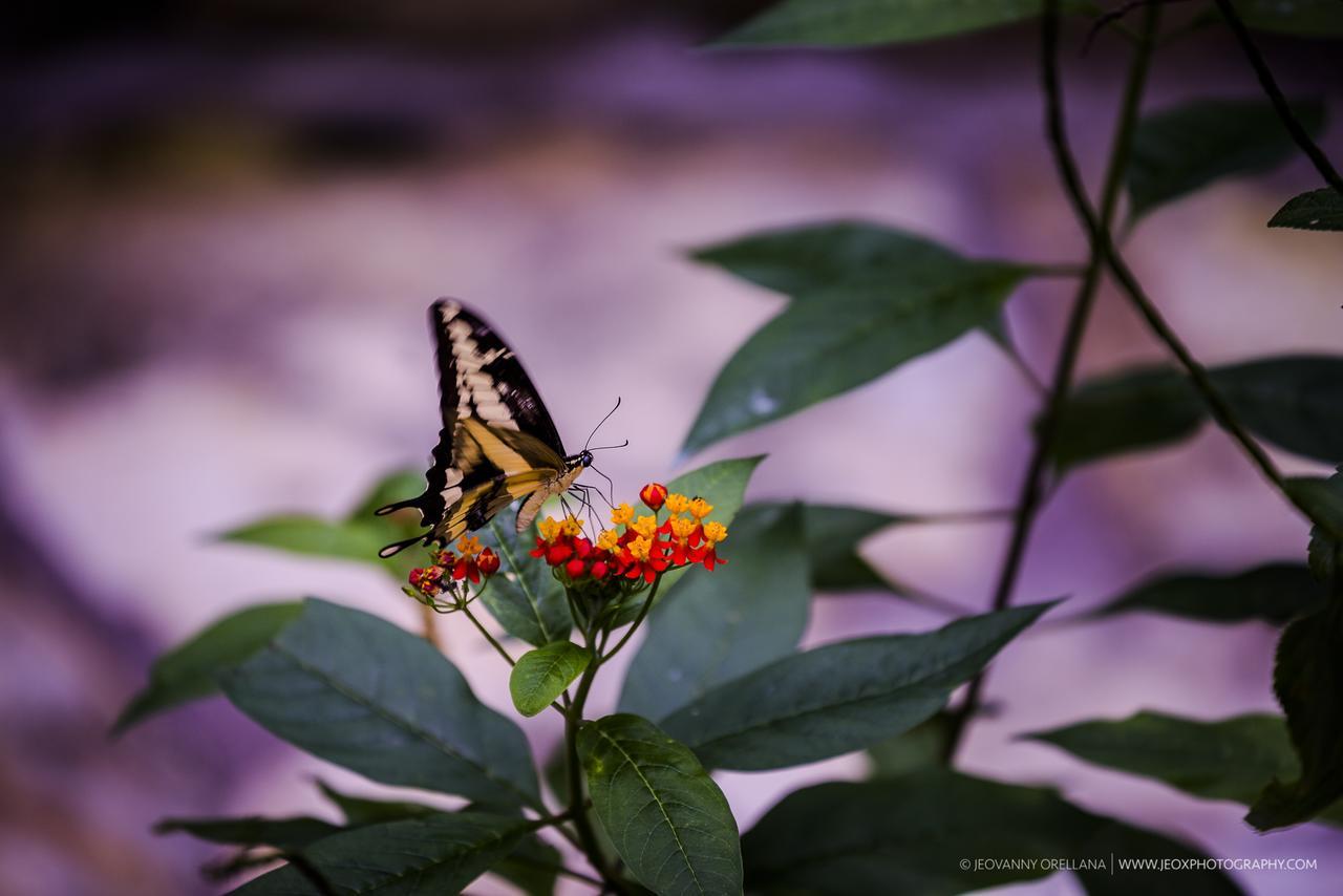 Copan Ruinas Mayan Hills Resort מראה חיצוני תמונה